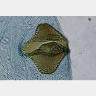 01 Pseudotelphusa scalella w signum2