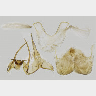 02 Pseudotelphusa tessella m