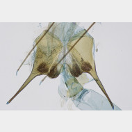 01 Scrobipalpa ocellatella w ostium