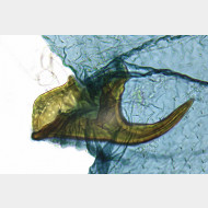 02 Scrobipalpa ocellatella w signum