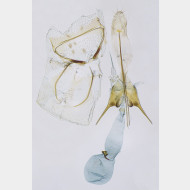 03 Scrobipalpa ocellatella w