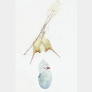 Scrobipalpa ocellatella w
