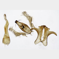 02 Aproaerema cinctella m2