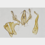 04 Aproaerema cinctella m