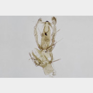 Syncopacma wormiella m
