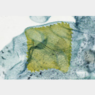 Teleiodes flavimaculella w signum