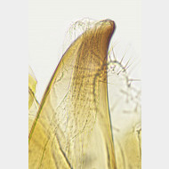 01 Teleiodes luculella Mikrospines