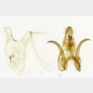 Teleiodes luculella m
