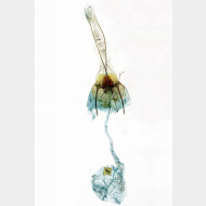Teleiodes luculella w2
