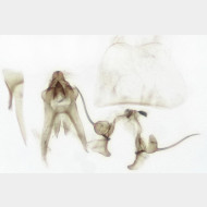 Teleiodes vulgella m