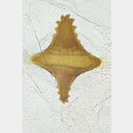 Teleiopsis laetitiae w signum