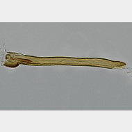 01 Glyphipterix simpliciella m ag