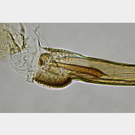 02 Glyphipterix simpliciella m asg