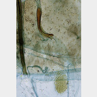 08 Glyphipterix simpliciella w signum2