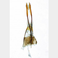 03 Glyphipterix simpliciella w