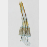 001 Glyphipterix simpliciella w
