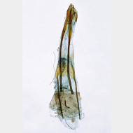 06 Glyphipterix simpliciella w