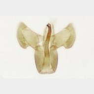 Aspilapteryx tringipennella m2