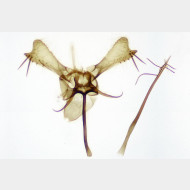 02 Callisto denticulella m