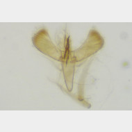 Caloptilia azaleella m
