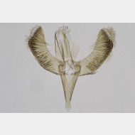 01 Caloptilia cuculipennella m