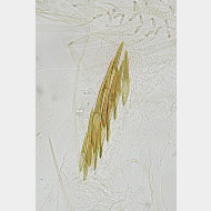 Caloptilia elongella m cornuti