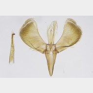 00 Caloptilia falconipennella w