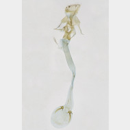 Caloptilia falconipennella w3