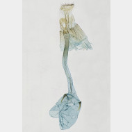 00 Caloptilia falconipennella w