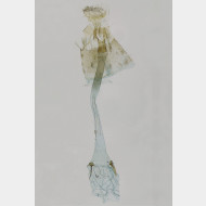 02 Caloptilia falconipennella w5