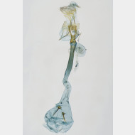 00 0 Caloptilia falconipennella w