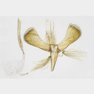 01 Caloptilia fidella m