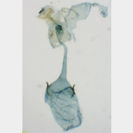 Caloptilia honoratella w