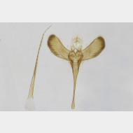 01 Caloptilia roscipennella m