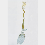 00 Caloptilia roscipennella w