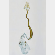 02 Caloptilia roscipennella w