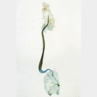 Caloptilia roscipennella w3