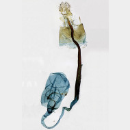 Caloptilia roscipennella w4