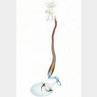 Caloptilia roscipennella w