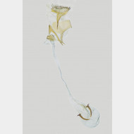 03 Caloptilia semifascia w v2