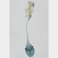 05 Caloptilia semifascia w