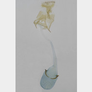 06 Caloptilia semifascia w