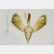 01 Gracillaria syringella m