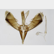 Gracillaria syringella m