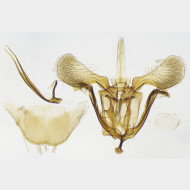 01 Parornix petiolella m