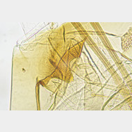 02 Parornix torquillella w ostium