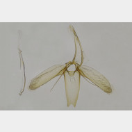 01 Phyllonorycter distentella m