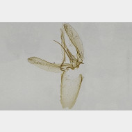 Phyllonorycter distentella m