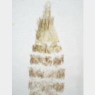 02 Phyllonorycter froelichiella w wasser1