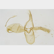 000 Phyllonorycter insignitella m